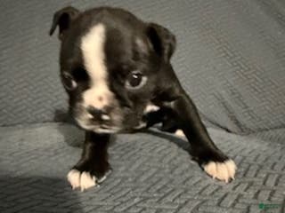 Boston Terrier dogs Prancer - Ad 18