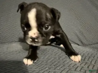 Boston Terrier dogs Prancer - Ad 41