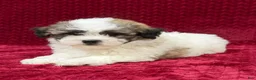 Teddy Bear dogs for sale: Nigel - Ad 3