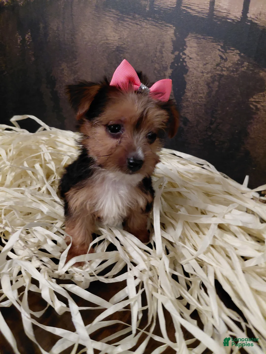 Yorkshire Terrier dogs for sale: Yorkshire Terrier Puppy 3 - Ad 2