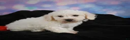 Bichon Frise dogs for sale: Jimmy - Ad 9