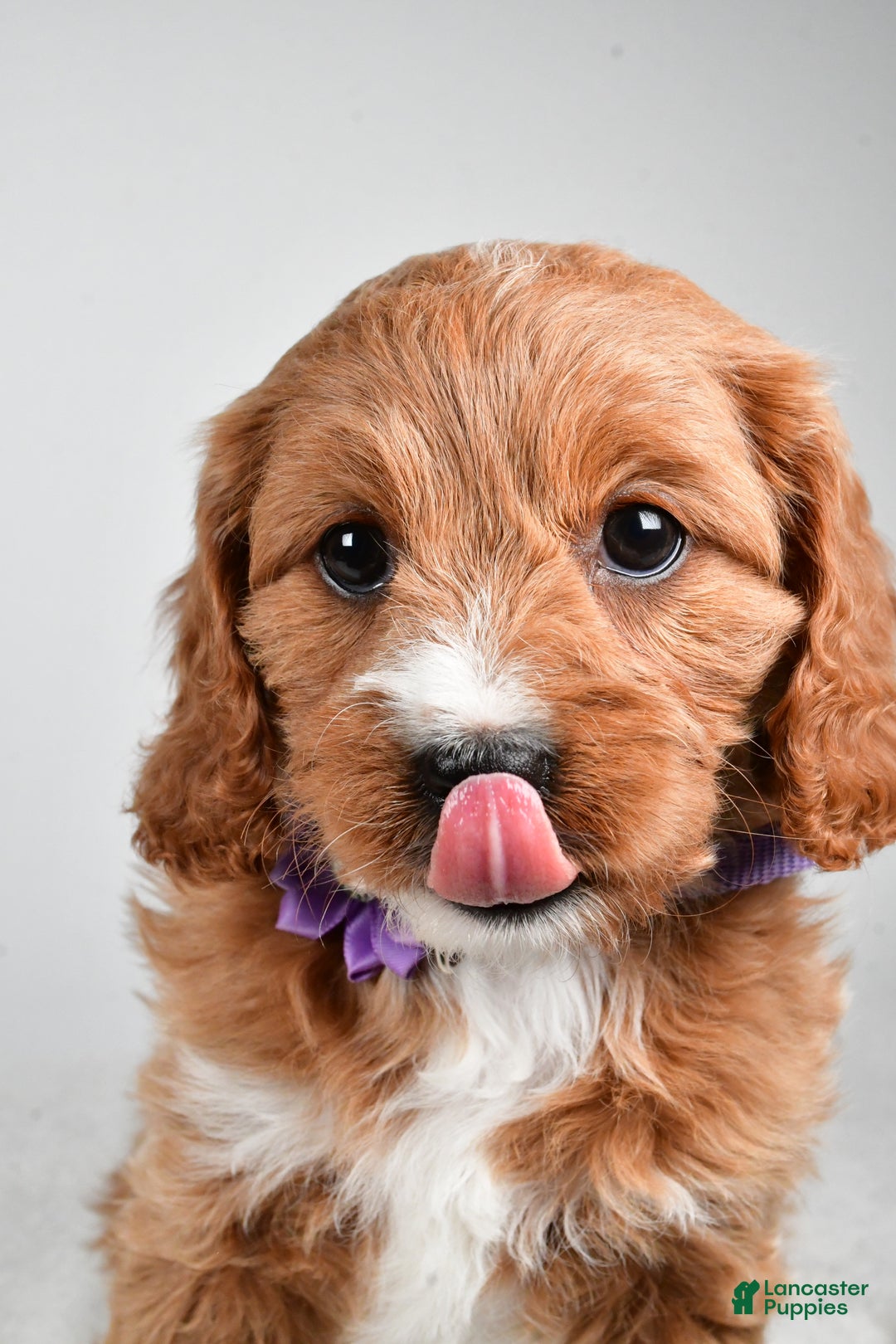 Cavapoo dogs for sale: Abigail - Ad 8