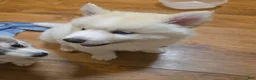 Pomsky dogs for sale: Nanook - Ad 2