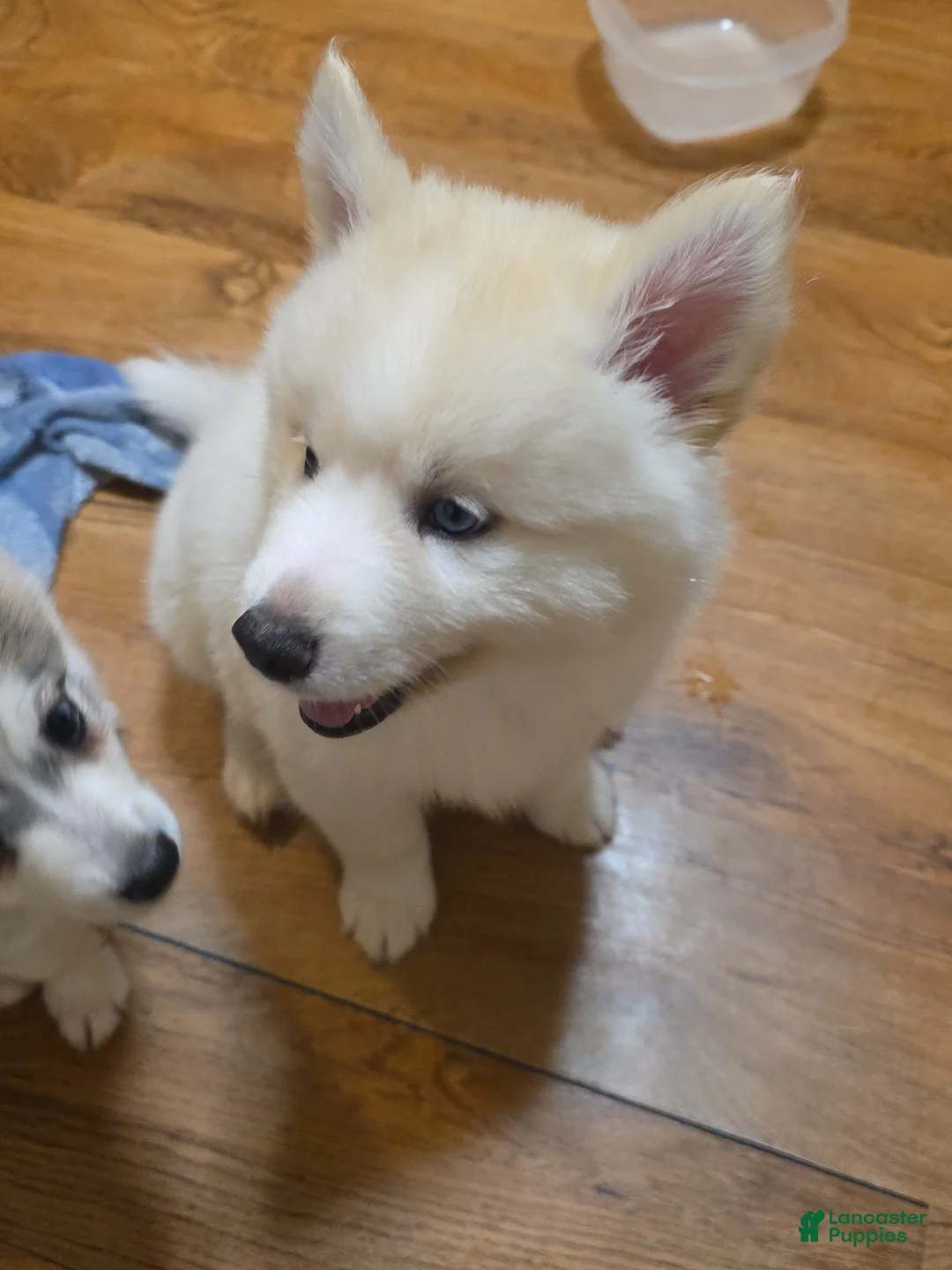 Pomsky dogs for sale: Nanook - Ad 2
