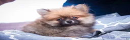 Pomeranian dogs for sale: Bingley - Ad 4