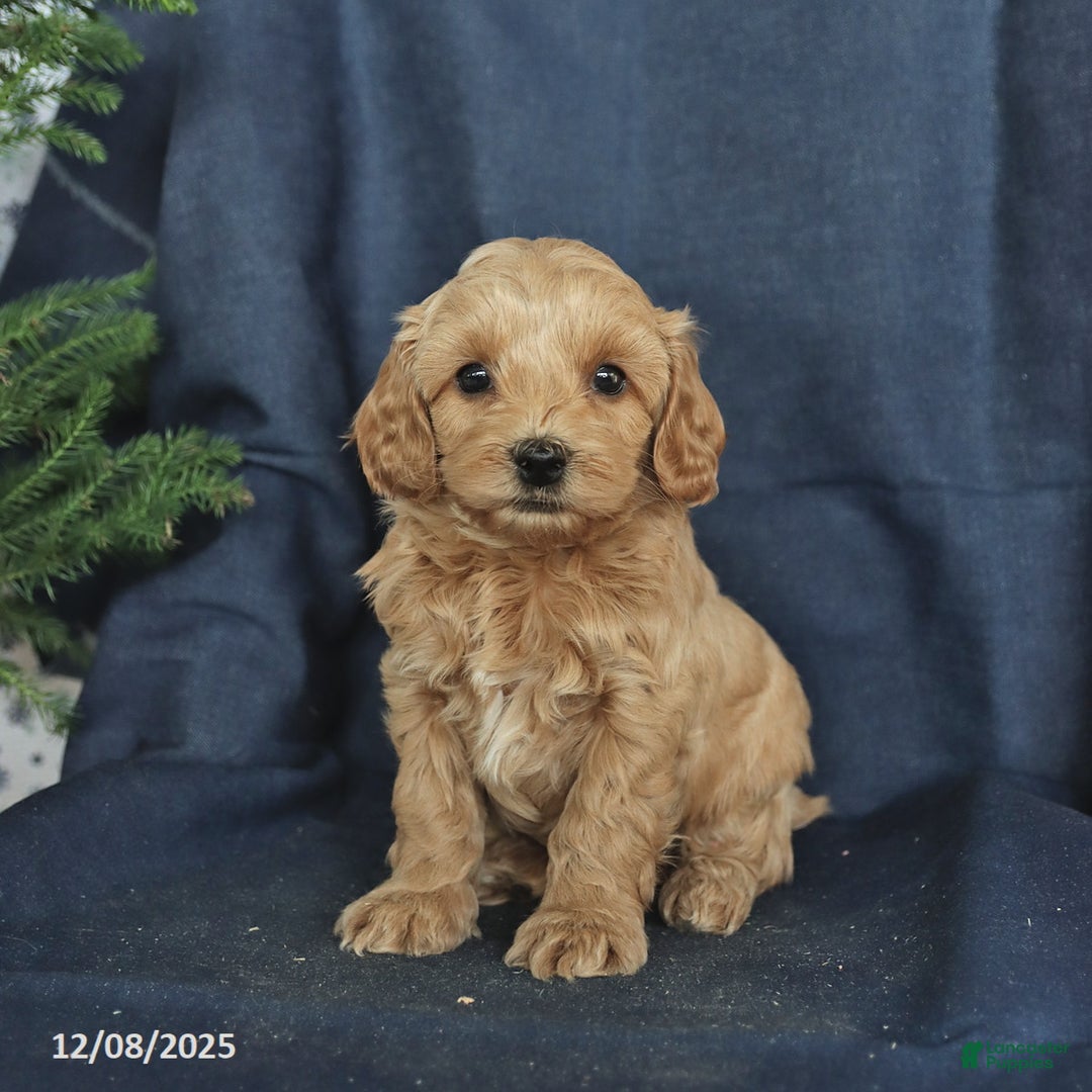 Cockapoo dogs for sale: Coffee - Ad 1
