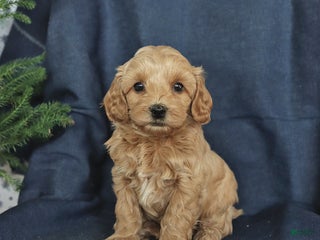 Cockapoo dogs Coffee - Ad 35