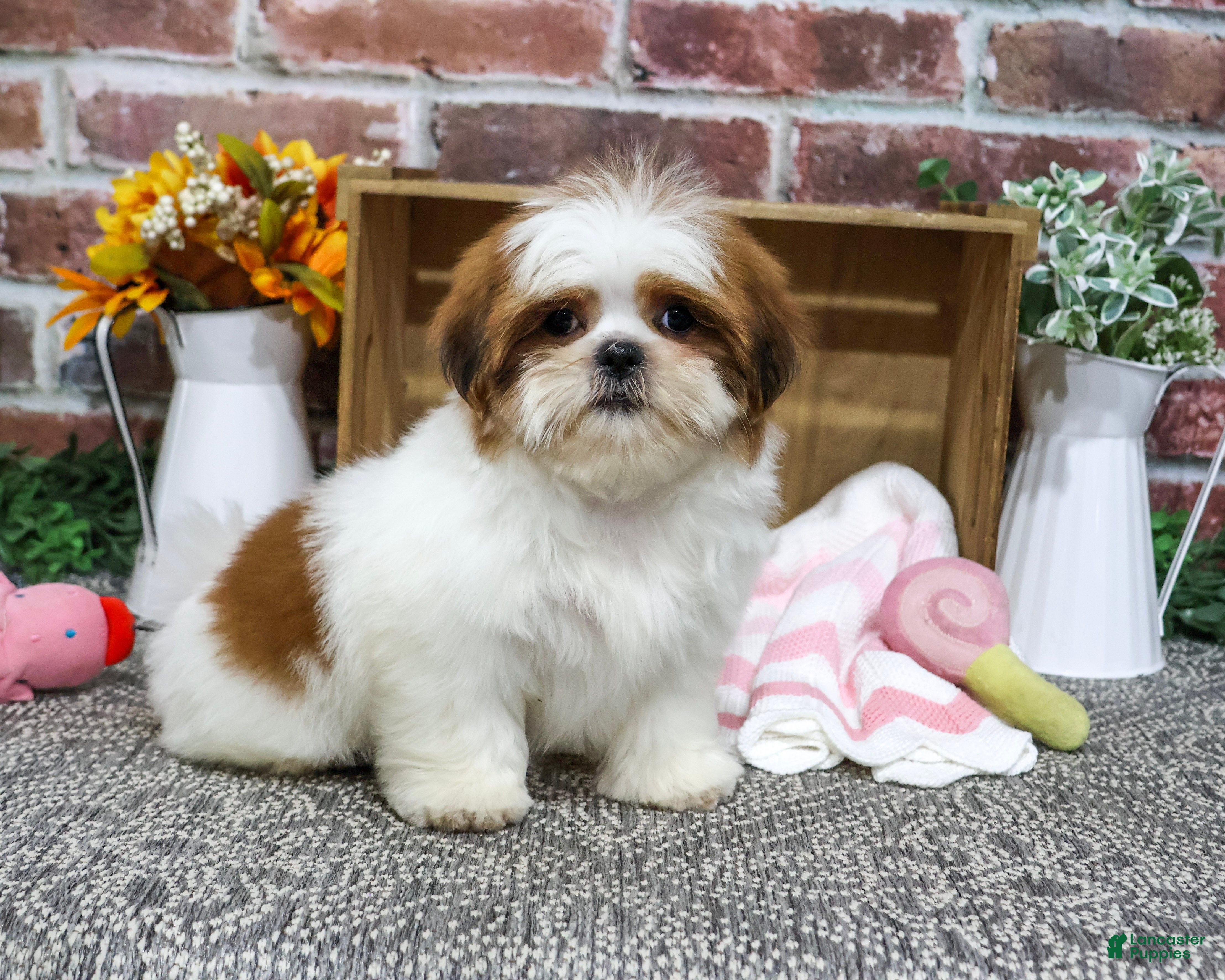 Shih Tzu dogs Dahlia - Ad 2
