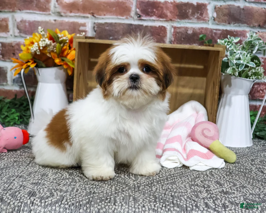 Shih Tzu dogs for sale: Dahlia - Ad 2