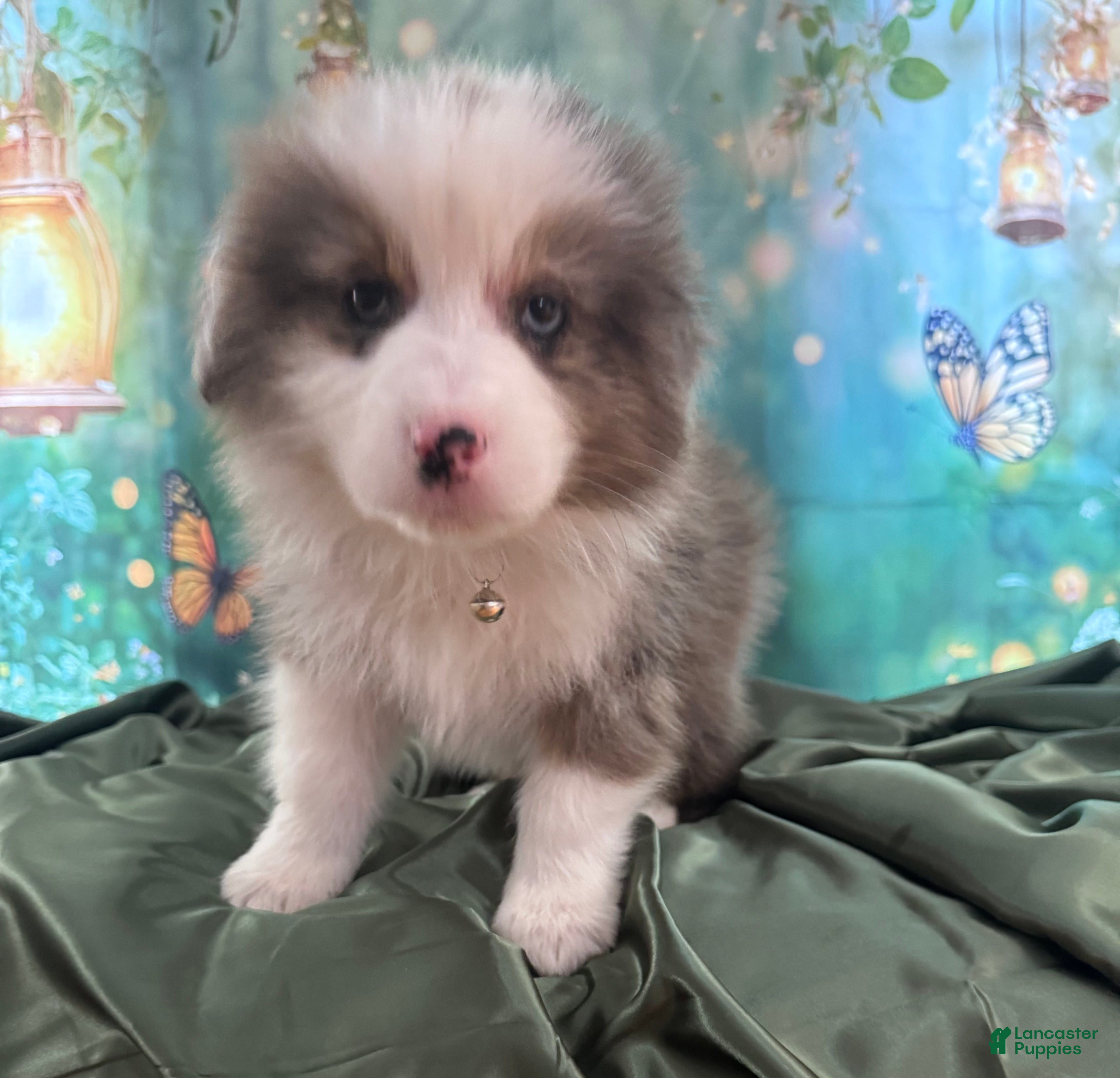 Australian Shepherd dogs Australian Shepherd Puppy - Tan Collar - Ad 1