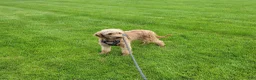 Mini Goldendoodle dogs for sale: Ellie - Ad 8