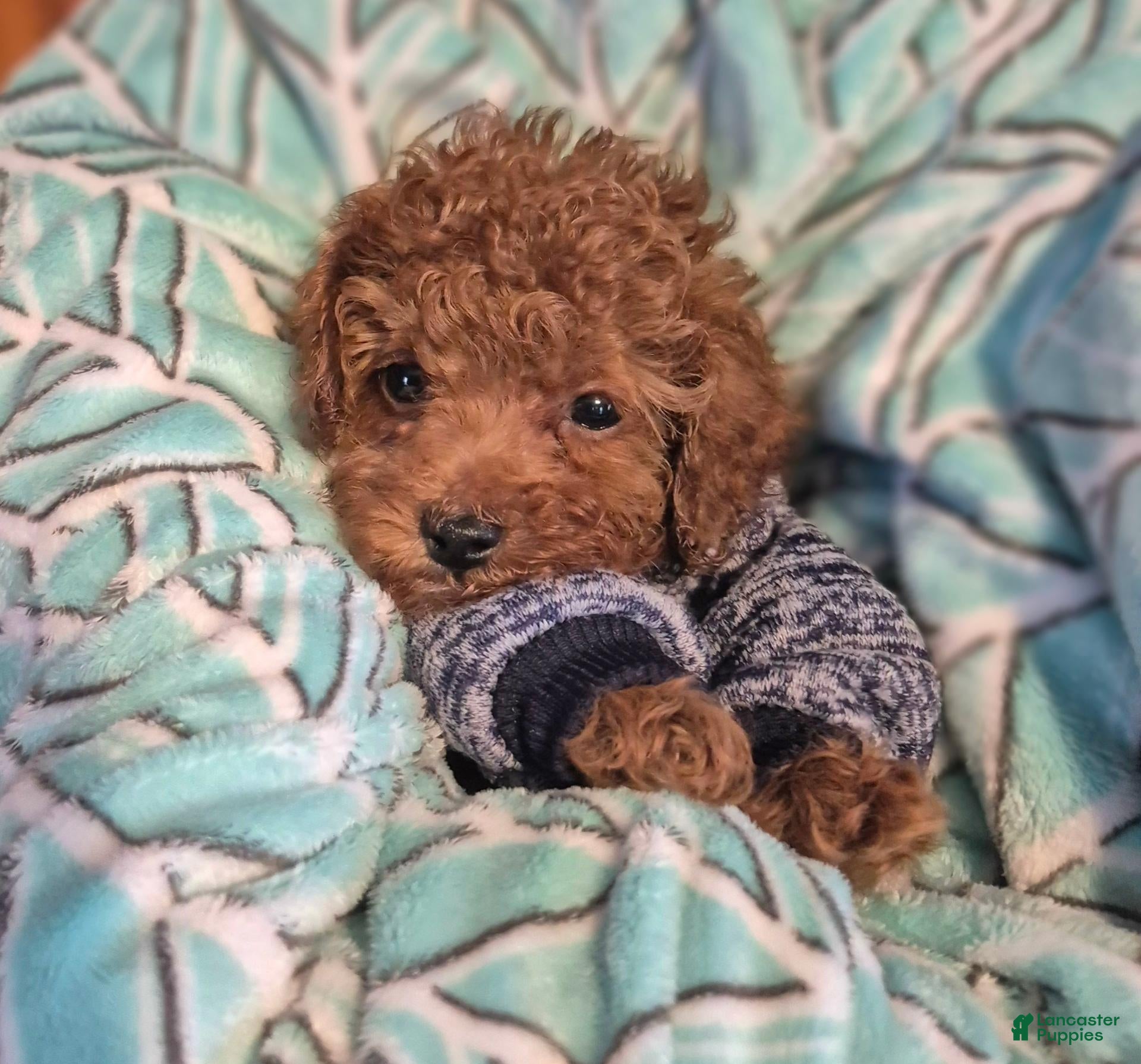 Toy Poodle dogs for sale: Toy Poodle 1 - Ad 7