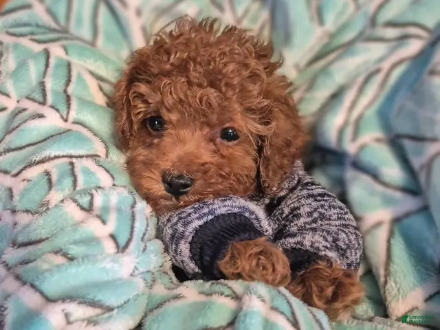 Toy Poodle dogs for sale: Toy Poodle 1 - Ad 7