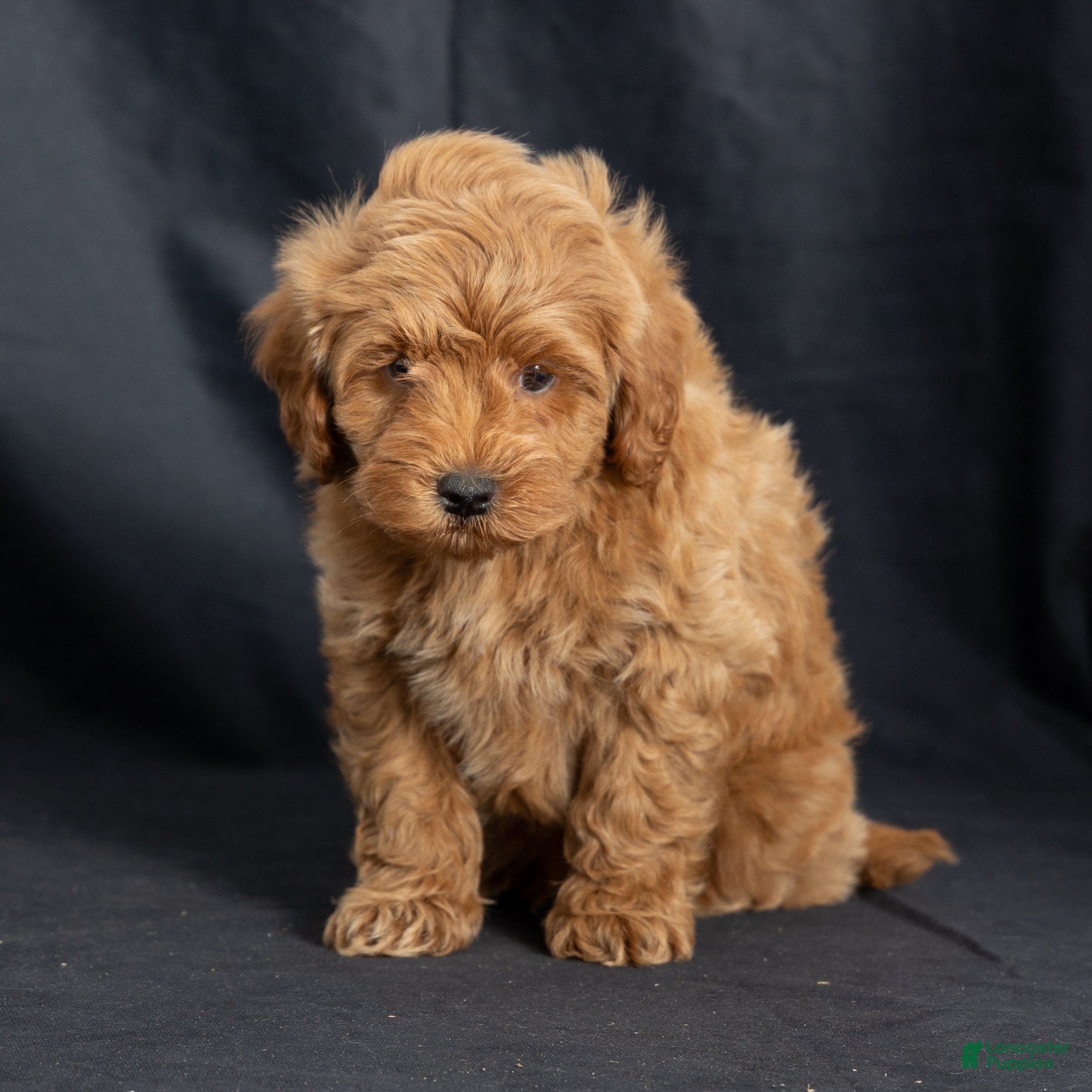 Mini Goldendoodle dogs Nevin - Ad 2