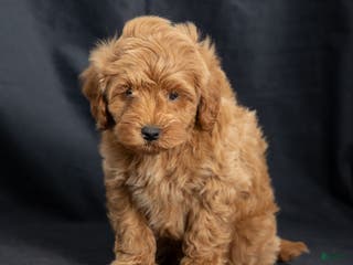 Mini Goldendoodle dogs Nevin - Ad 2