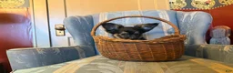 Papillon dogs for sale: Missy's boy #2 - Ad 3