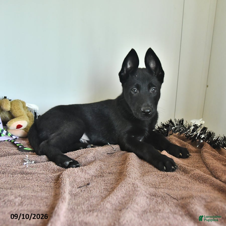 Belgian Malinois dogs Minerva - Ad 1