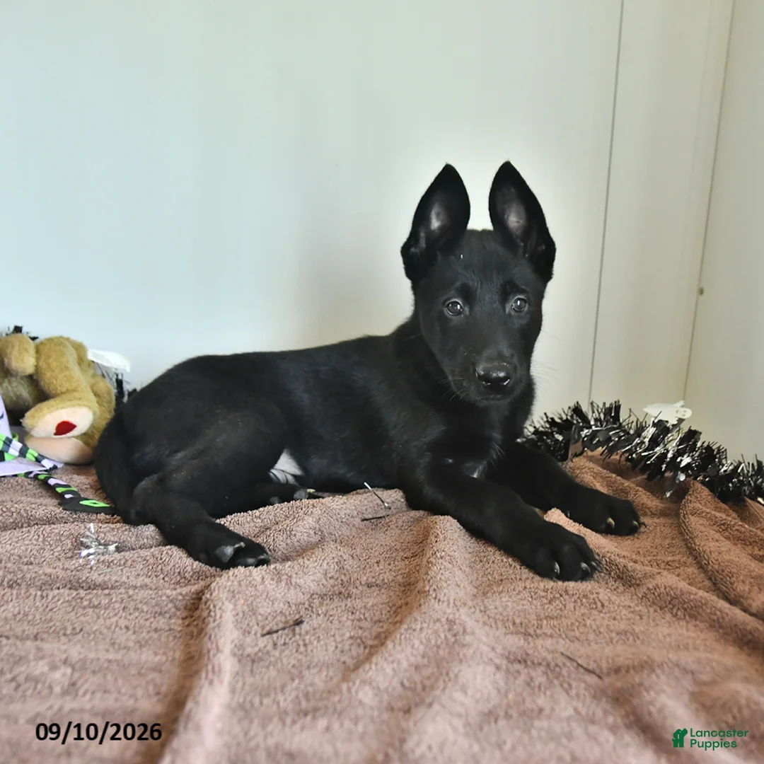 Belgian Malinois dogs for sale: Minerva - Ad 1