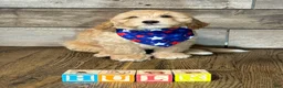 Mini Aussiedoodle dogs for sale: Mini Aussiedoodle 3 Olive - Ad 23