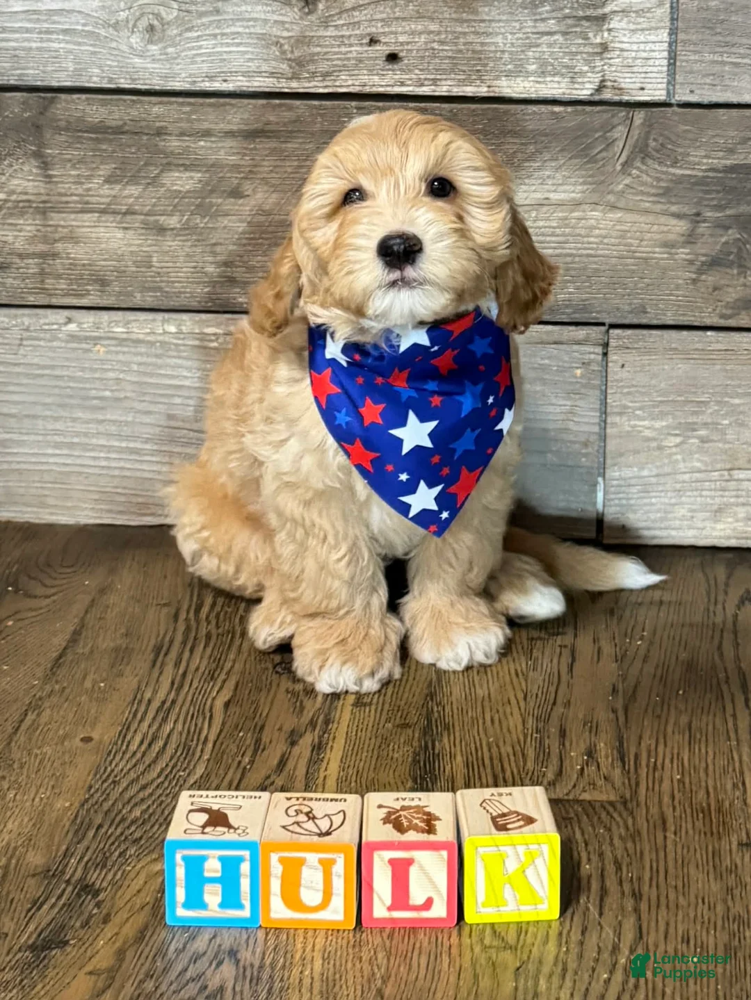 Mini Aussiedoodle dogs for sale: Mini Aussiedoodle 3 Olive - Ad 23