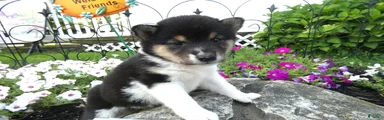 Shiba Inu 5 Teddy