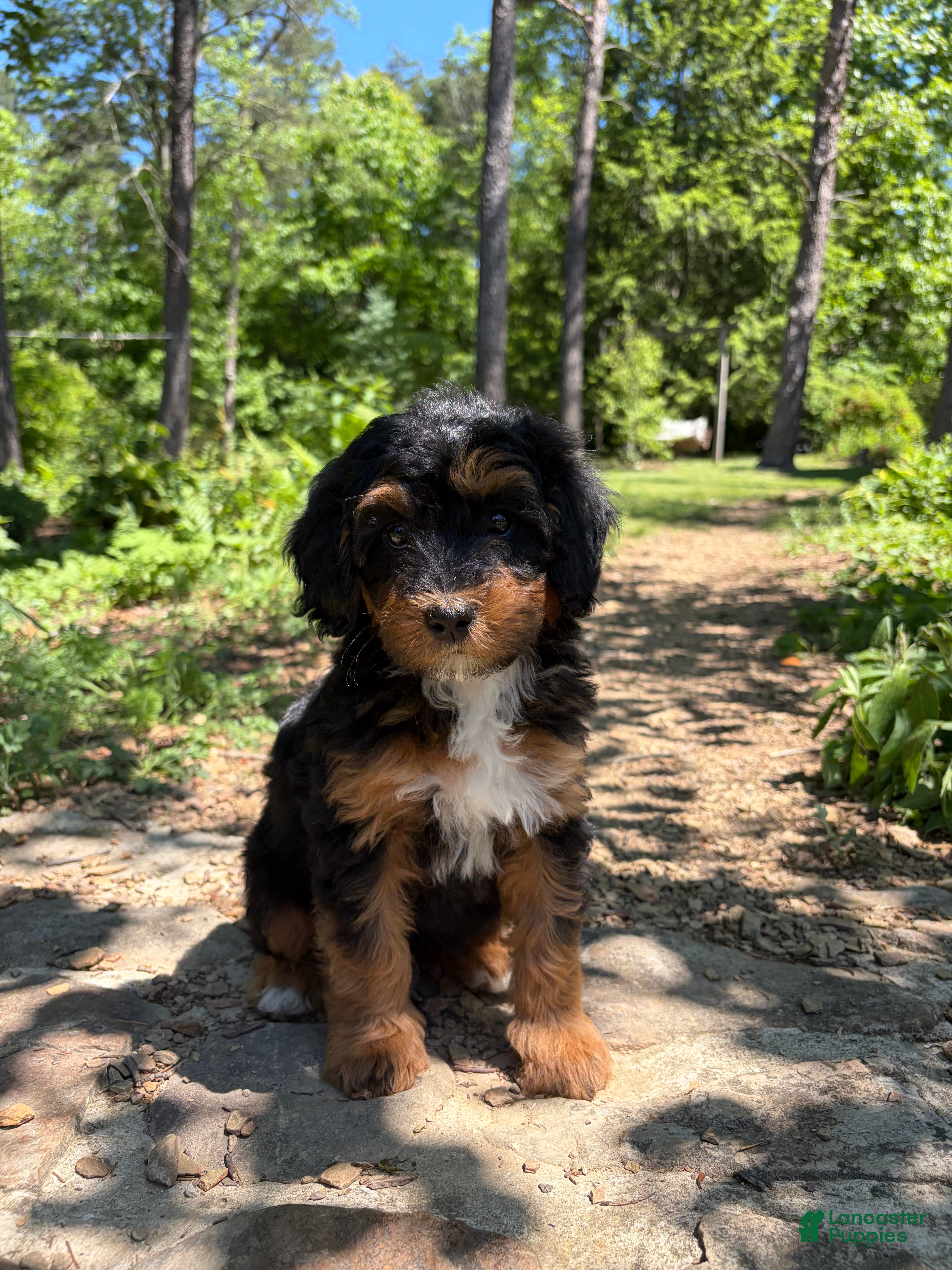 Mini Bernedoodle dogs Violet - Ad 1