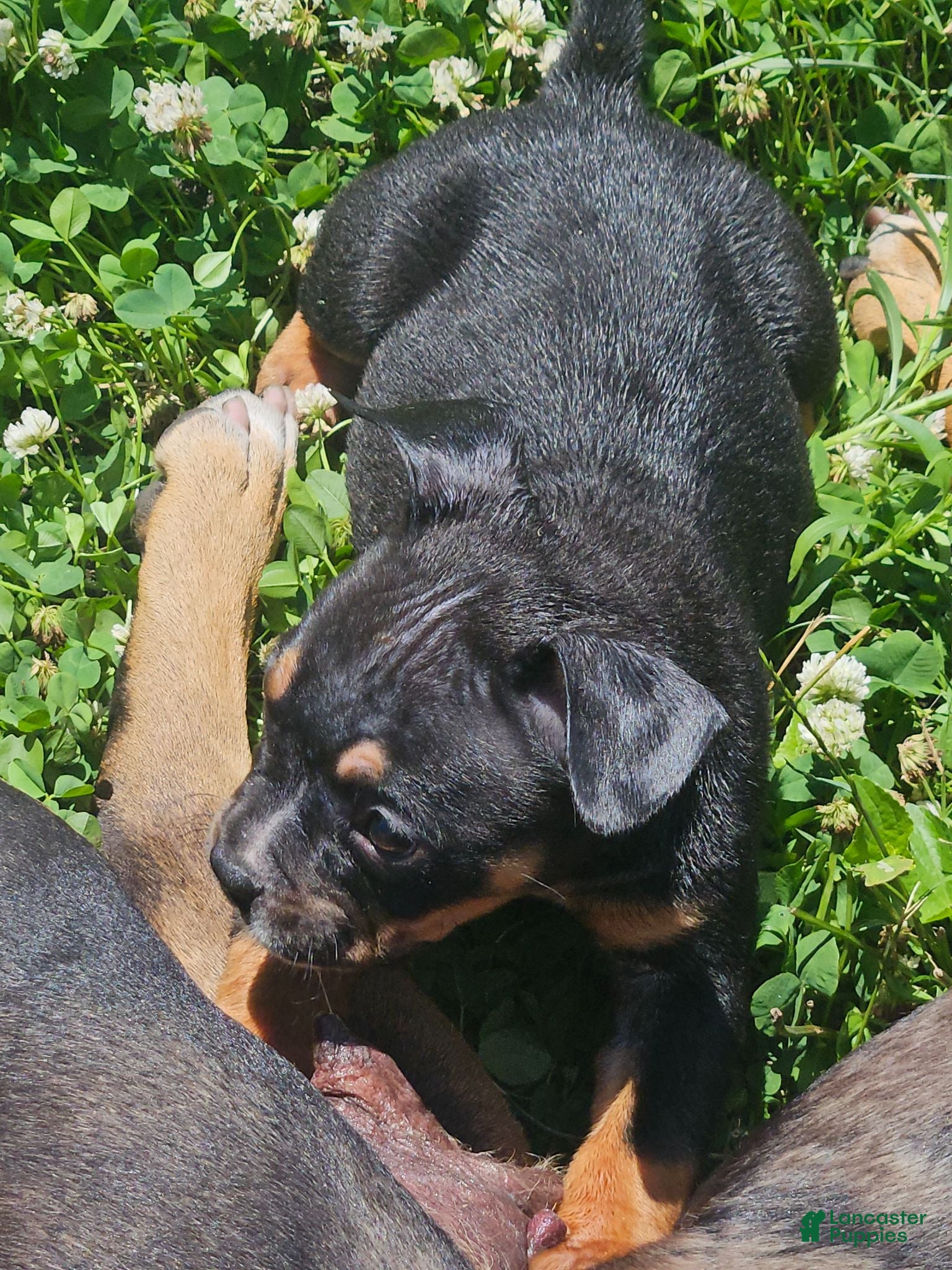 Mixed Breed dogs for sale: Mascot  - Ad 2