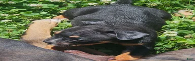 Mascot 