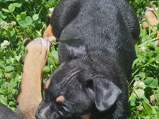 Mixed Breed dogs for sale: Mascot - Ad 2