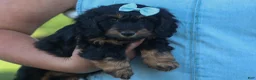 Miniature Dachshund dogs for sale: Harley  🦴🐶 - Ad 4
