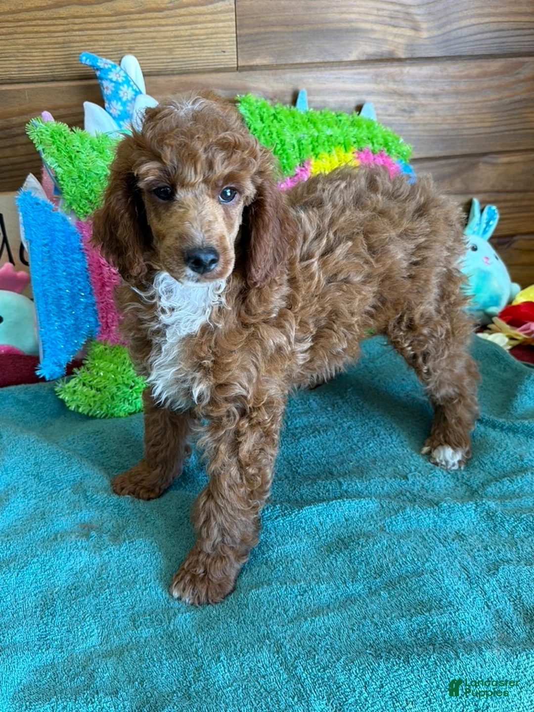 Miniature Poodle dogs for sale: Fireball - Ad 1