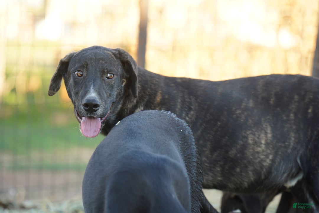 Mixed Breed dogs for sale: Bear Tiscar Farm Dog - Ad 17