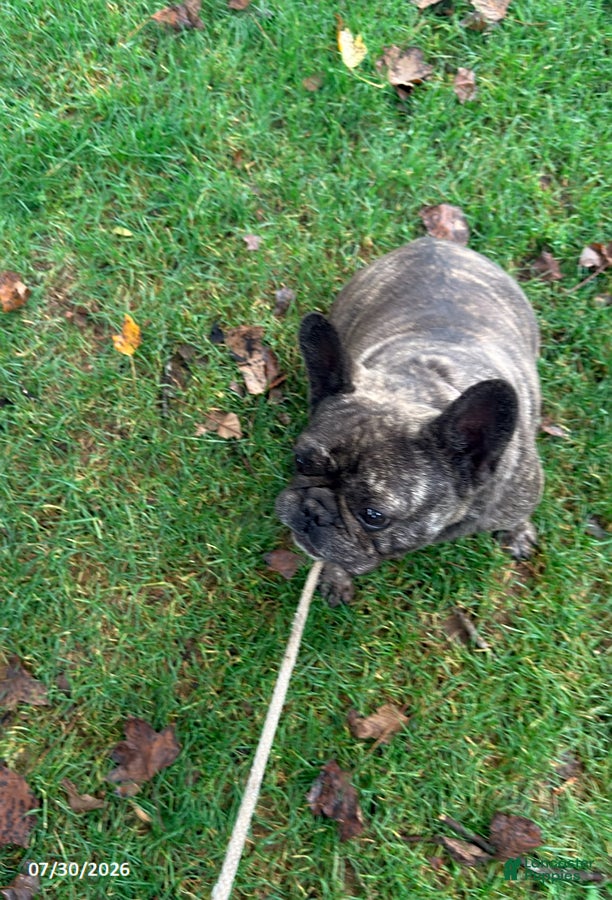 French Bulldog dogs Aretha - Ad 2