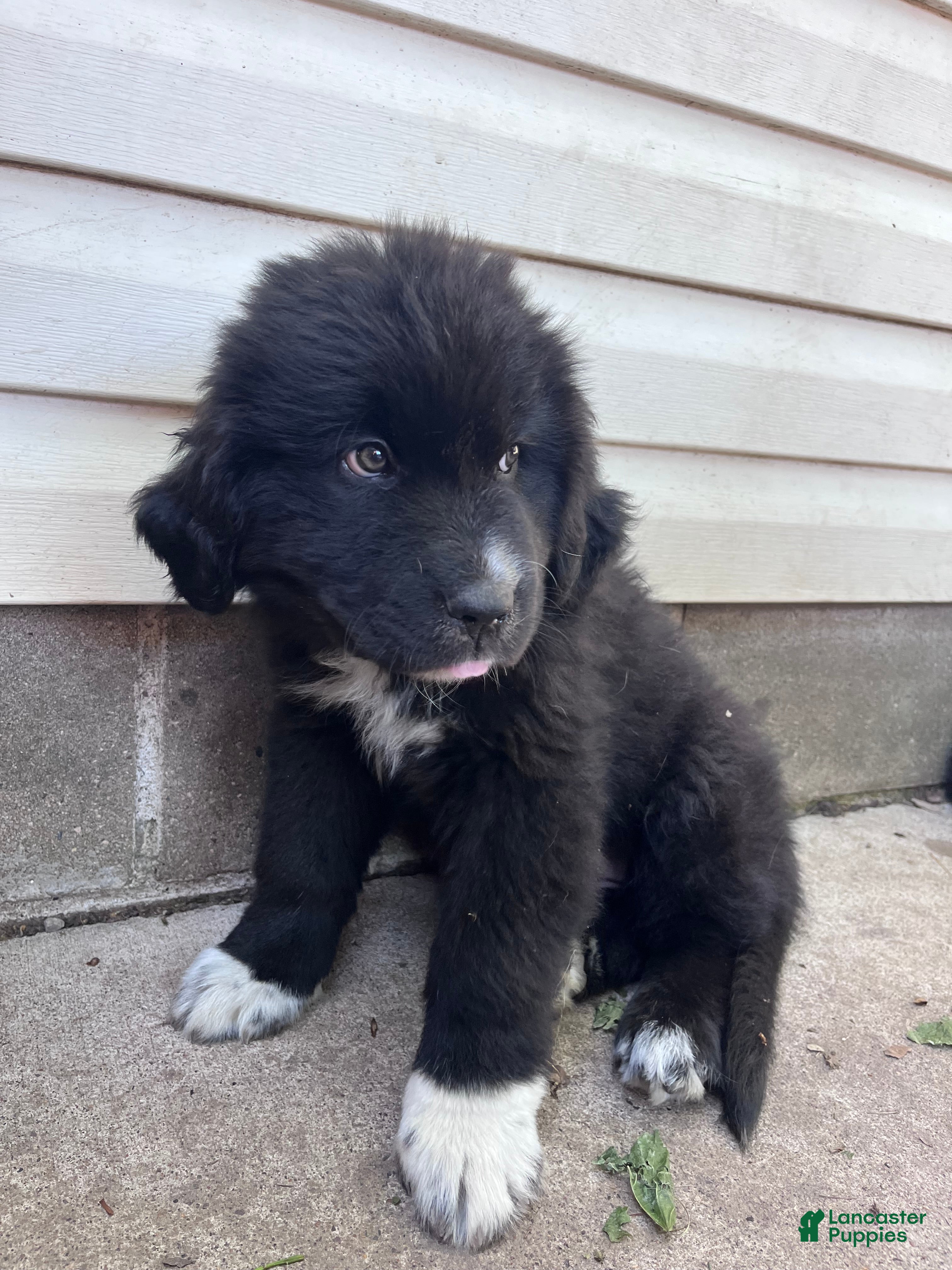Mixed Breed dogs Mixed Breed Puppy 4 - Ad 22
