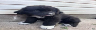 Mixed Breed Puppy 4