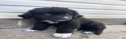Mixed Breed dogs for sale: Mixed Breed Puppy 4 - Ad 1