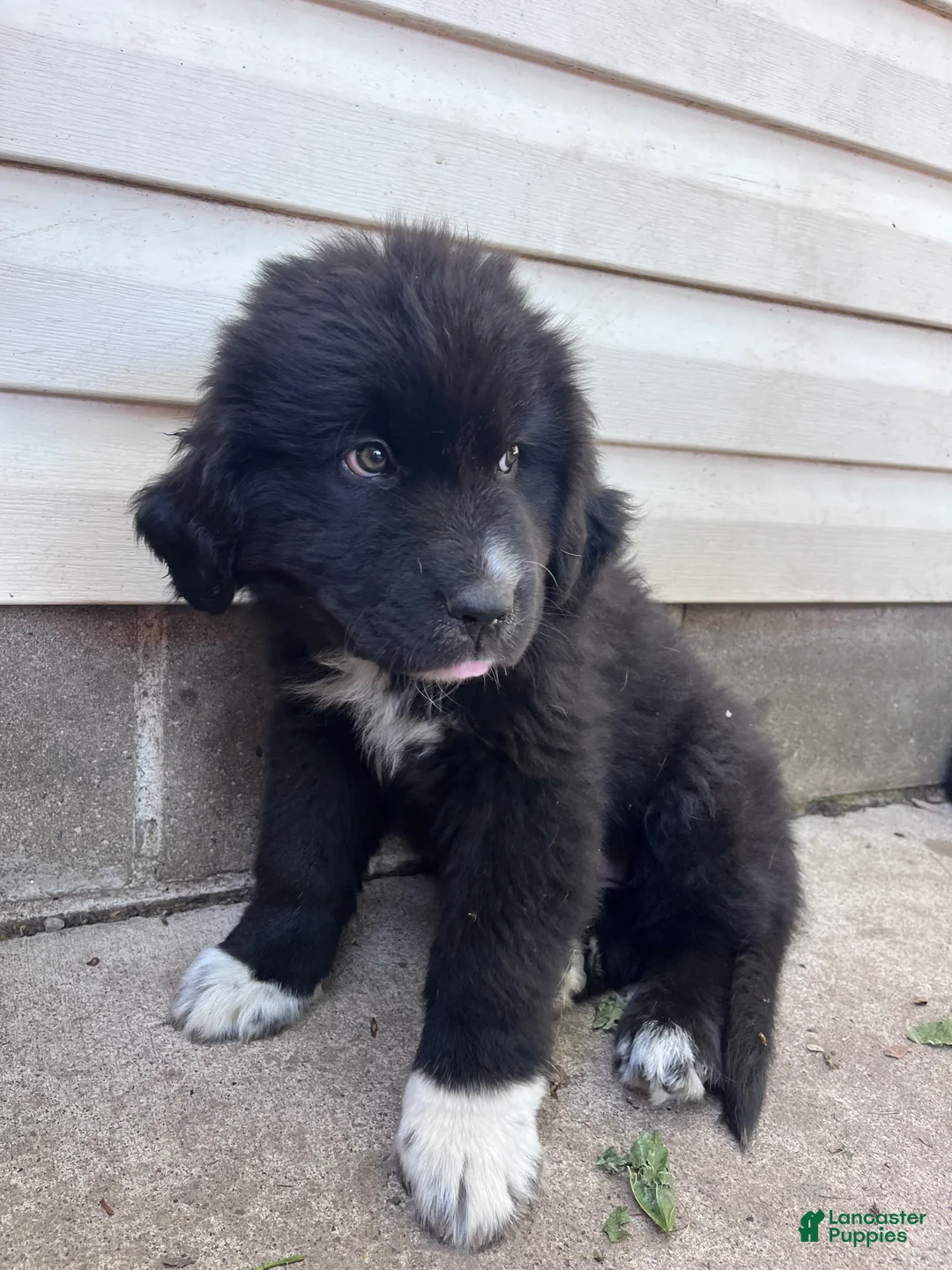 Mixed Breed dogs for sale: Mixed Breed Puppy 4 - Ad 1