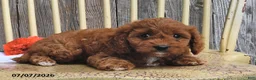 Cavapoo dogs for sale: Lady - Ad 4