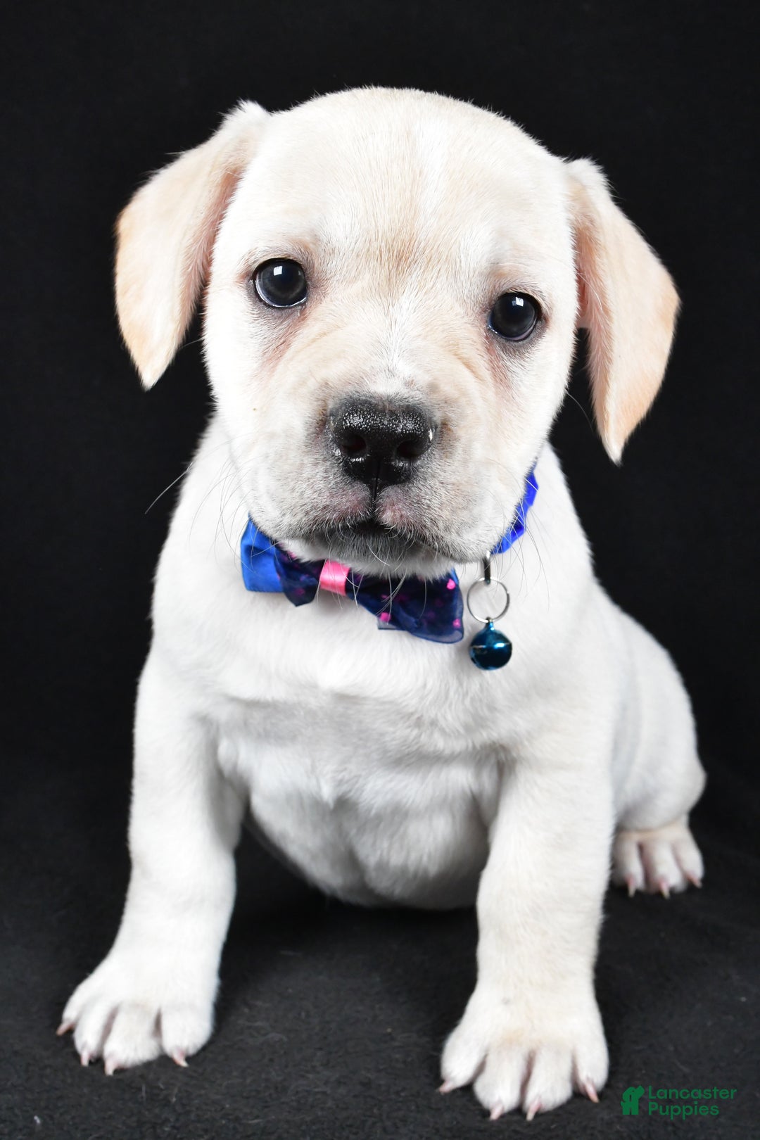 Mixed Breed dogs for sale: Domino - Ad 6