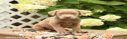 Labrador Retriever dogs for sale: Max - Ad 5