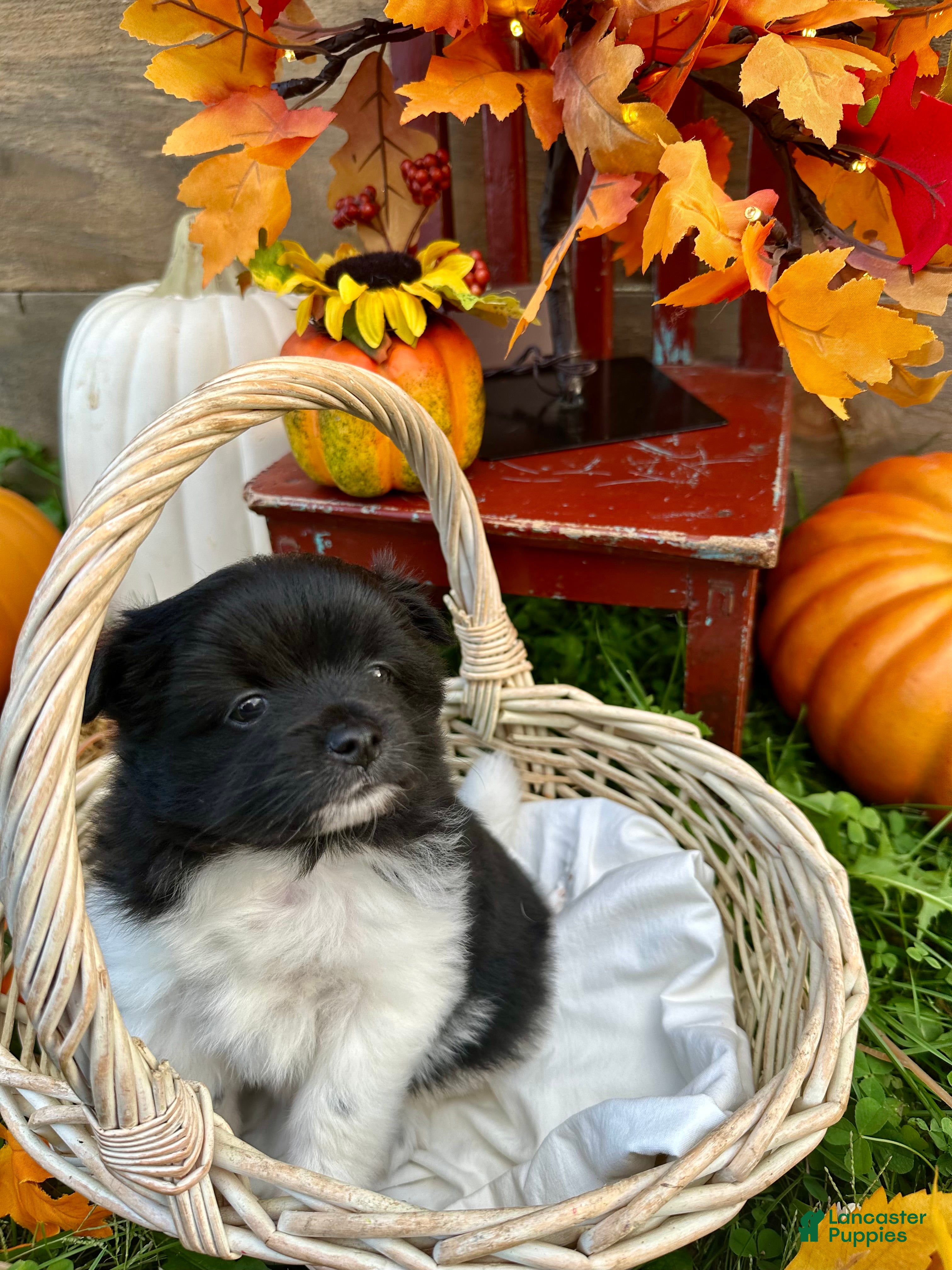Pomeranian dogs Koala bear - Ad 13