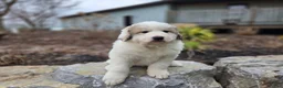 Great Pyrenees dogs for sale: Tucker - Ad 7