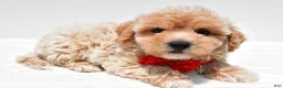 Maltipoo dogs for sale: Leo - Ad 3