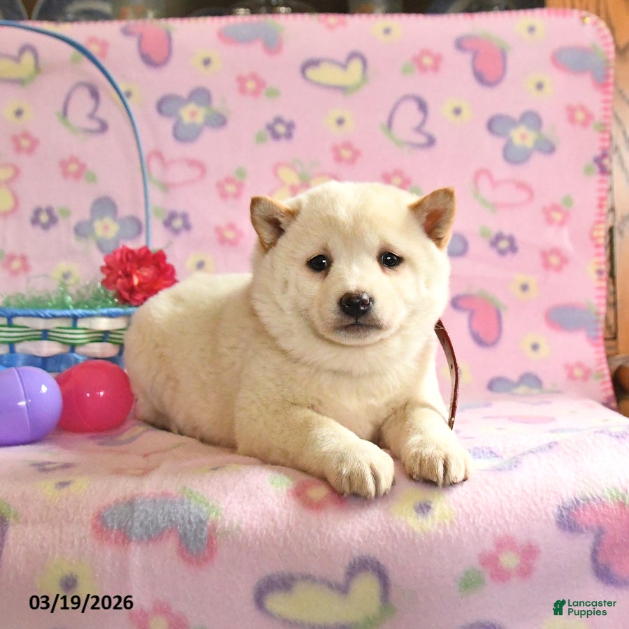 Shiba Inu dogs Daisy - Ad 2