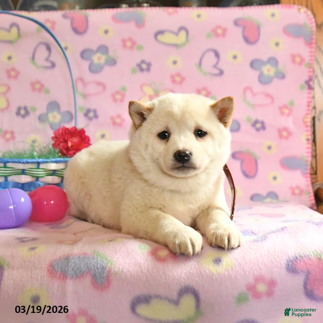Shiba Inu dogs for sale: Daisy - Ad 2