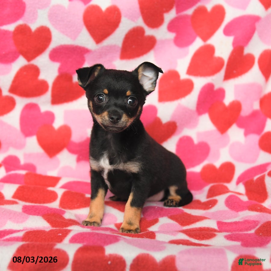 Chihuahua dogs Pal  - Ad 2