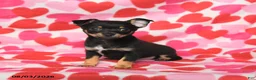 Chihuahua dogs for sale: Pal  - Ad 2