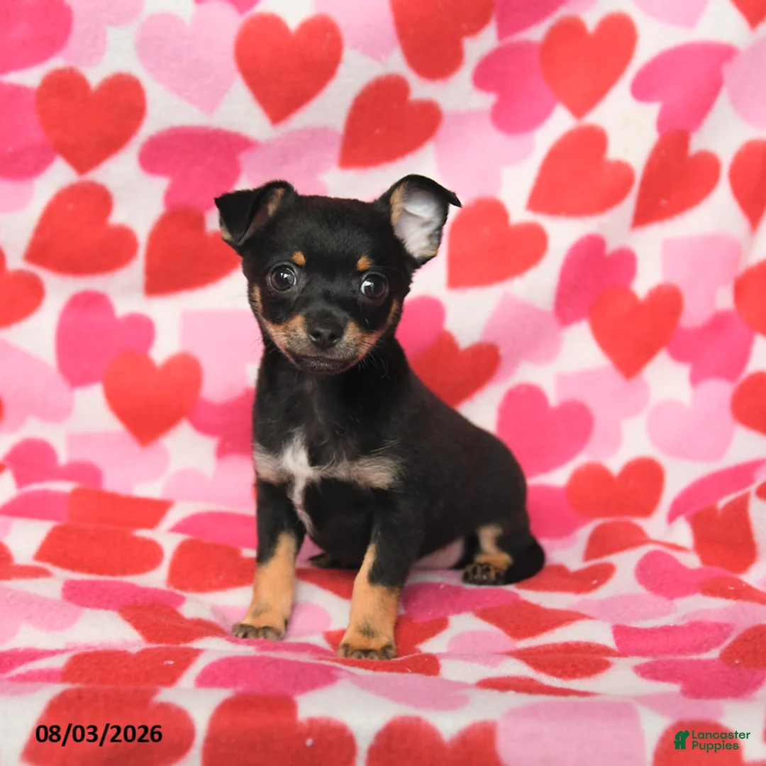 Chihuahua dogs for sale: Pal  - Ad 2