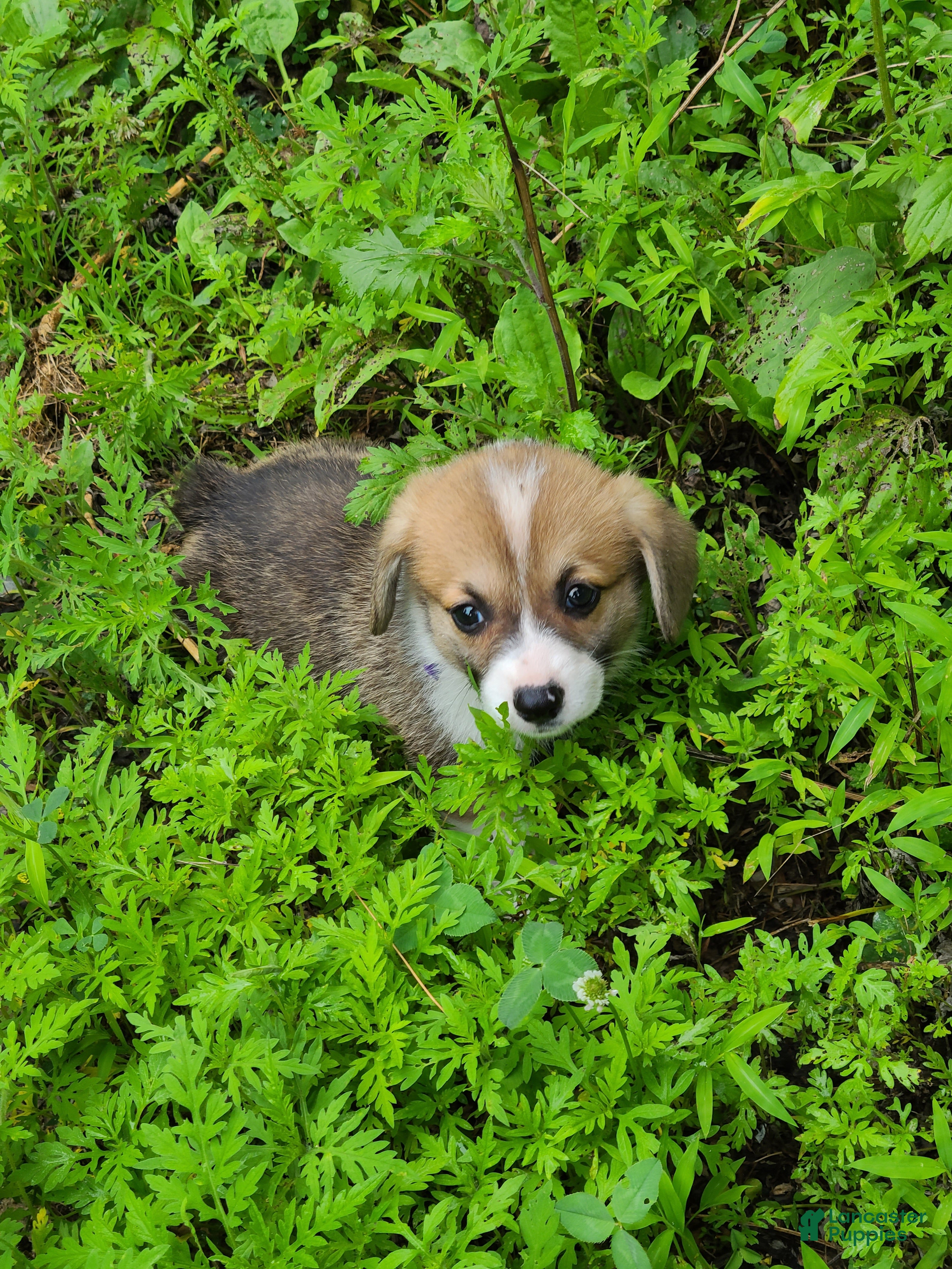 Welsh Corgi Pembroke dogs Welsh Corgi Pembroke 4 - Ad 3