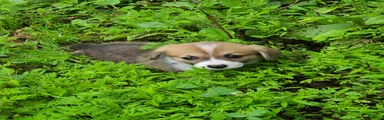 Welsh Corgi Pembroke 4